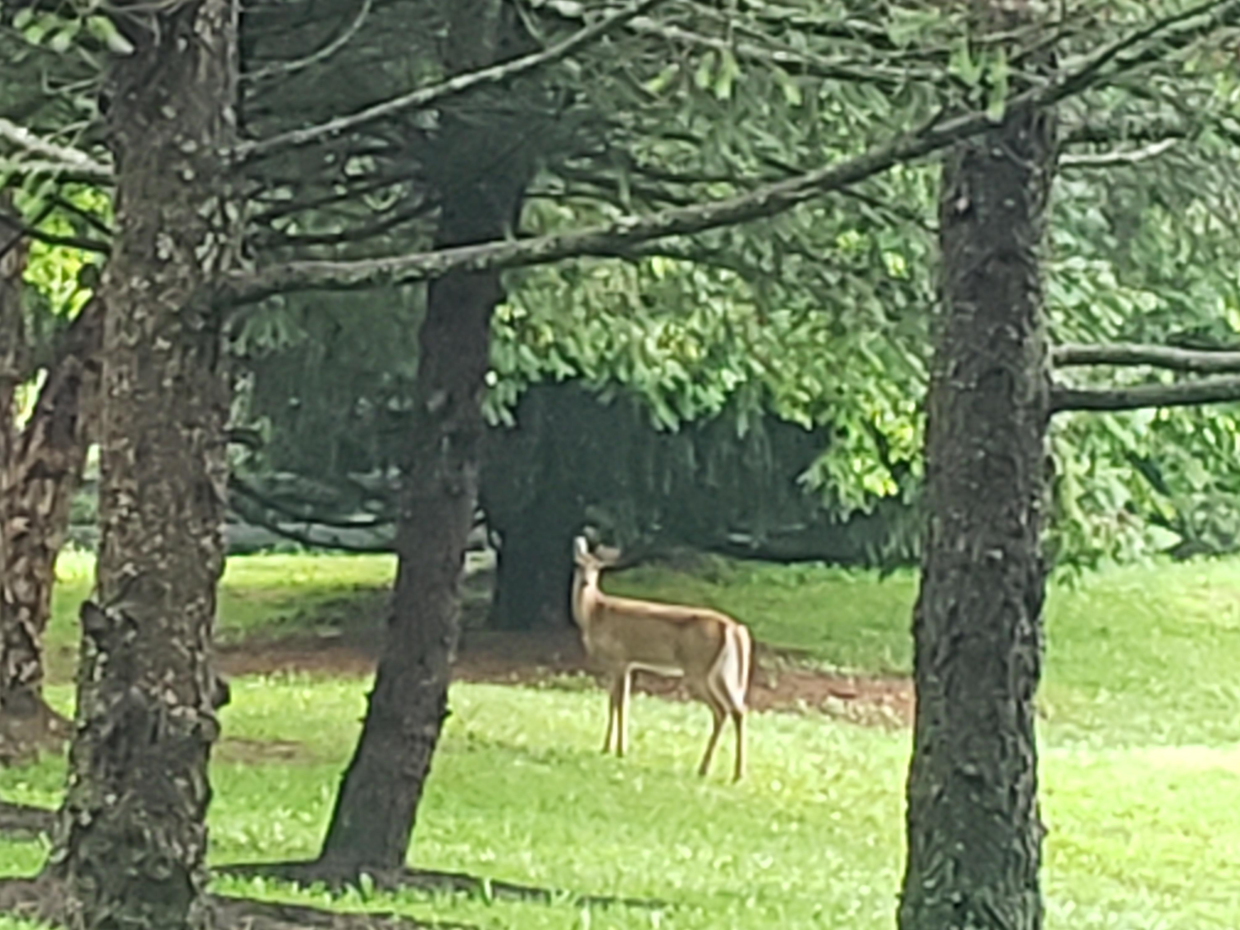 A forest friend