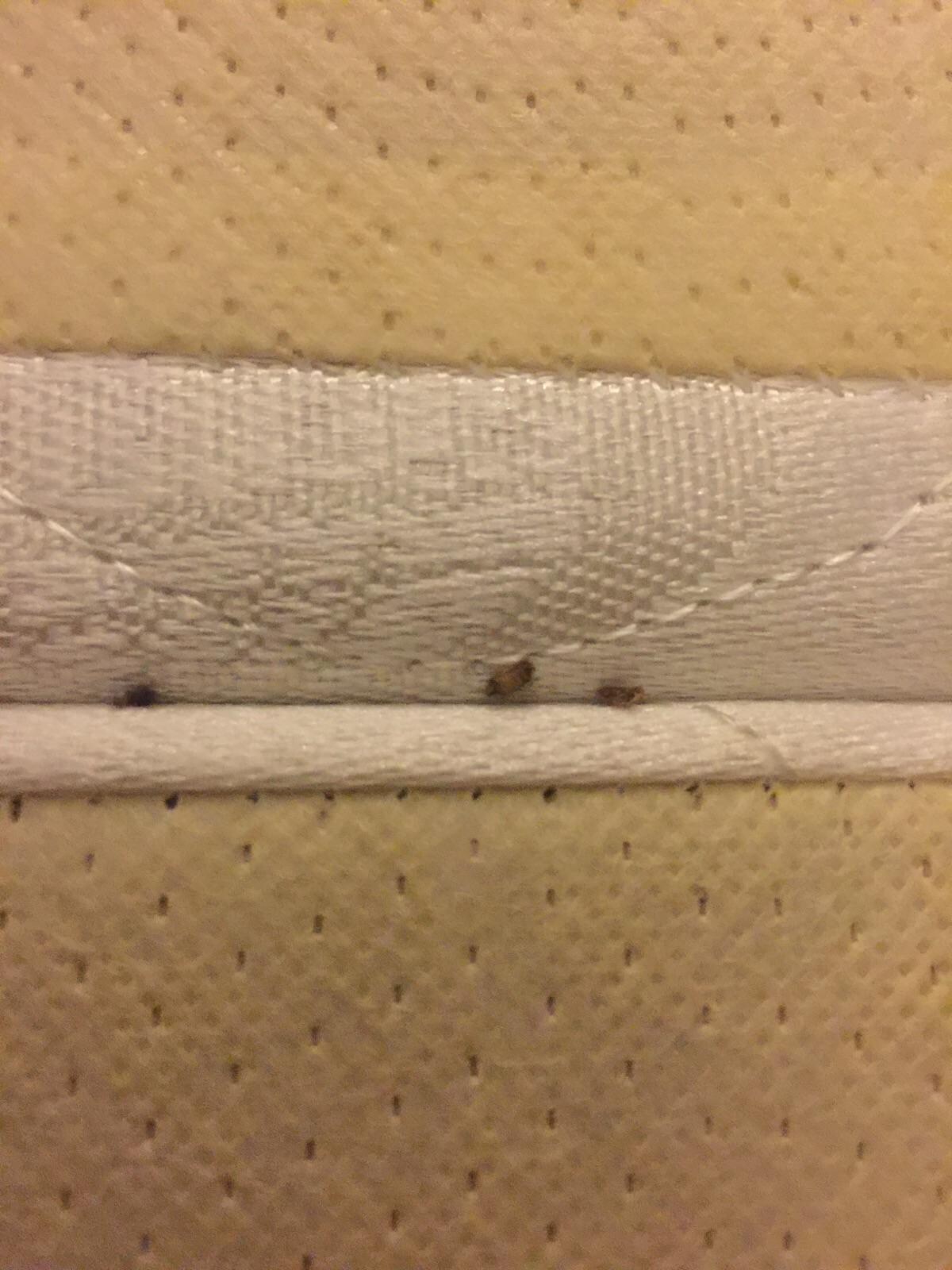 Bed Bugs