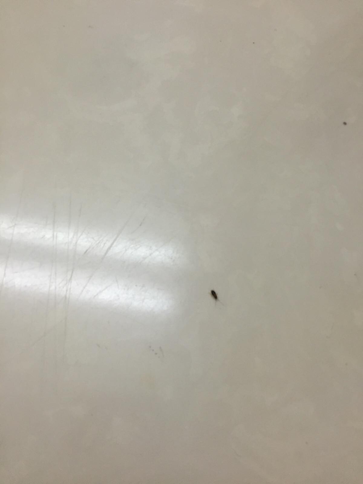 Roaches on the sink