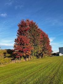 Trees behind community center while walking dog