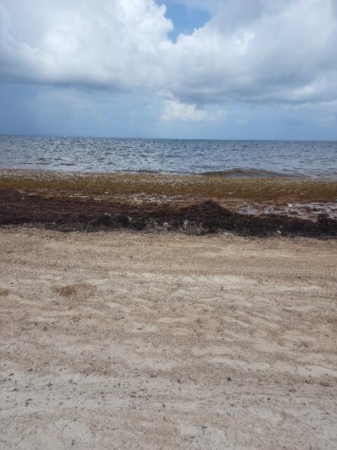 The seaweed at the beach.