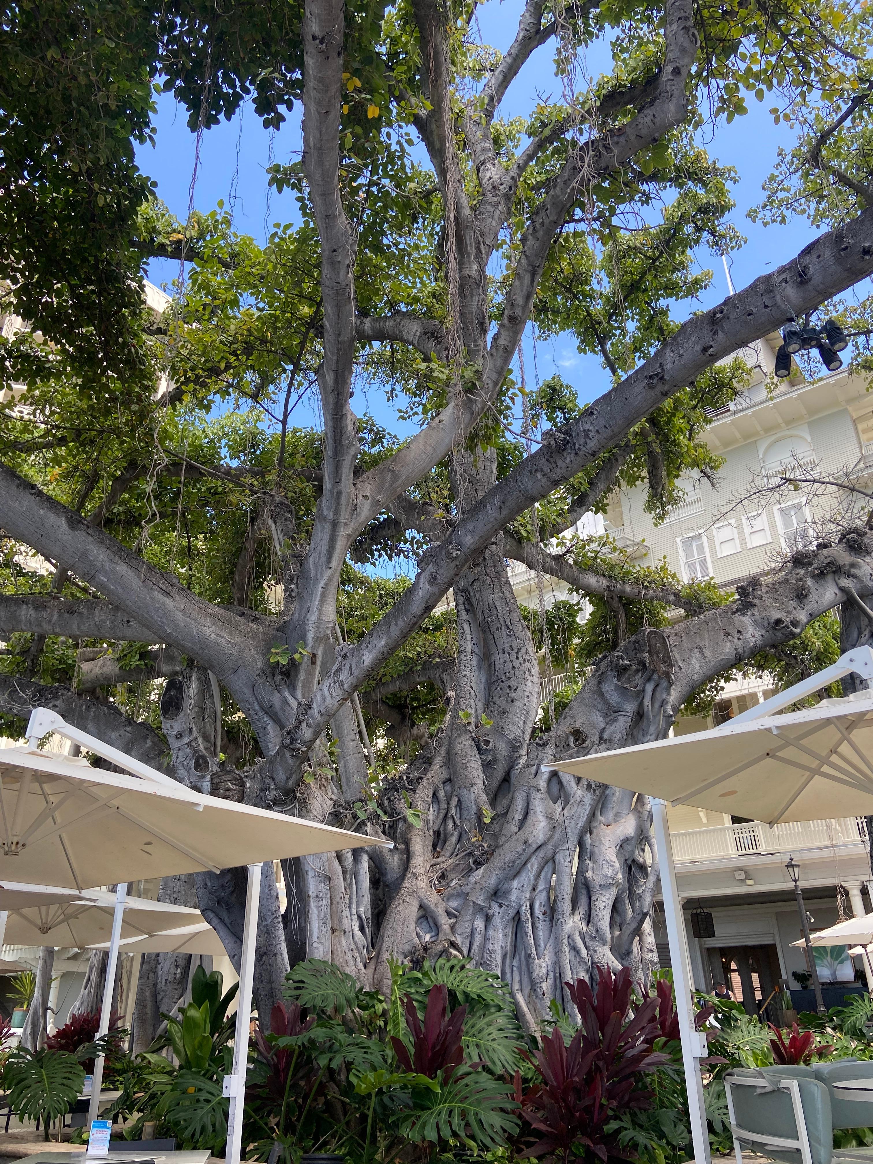 Beach bar seating under the banyan tree.