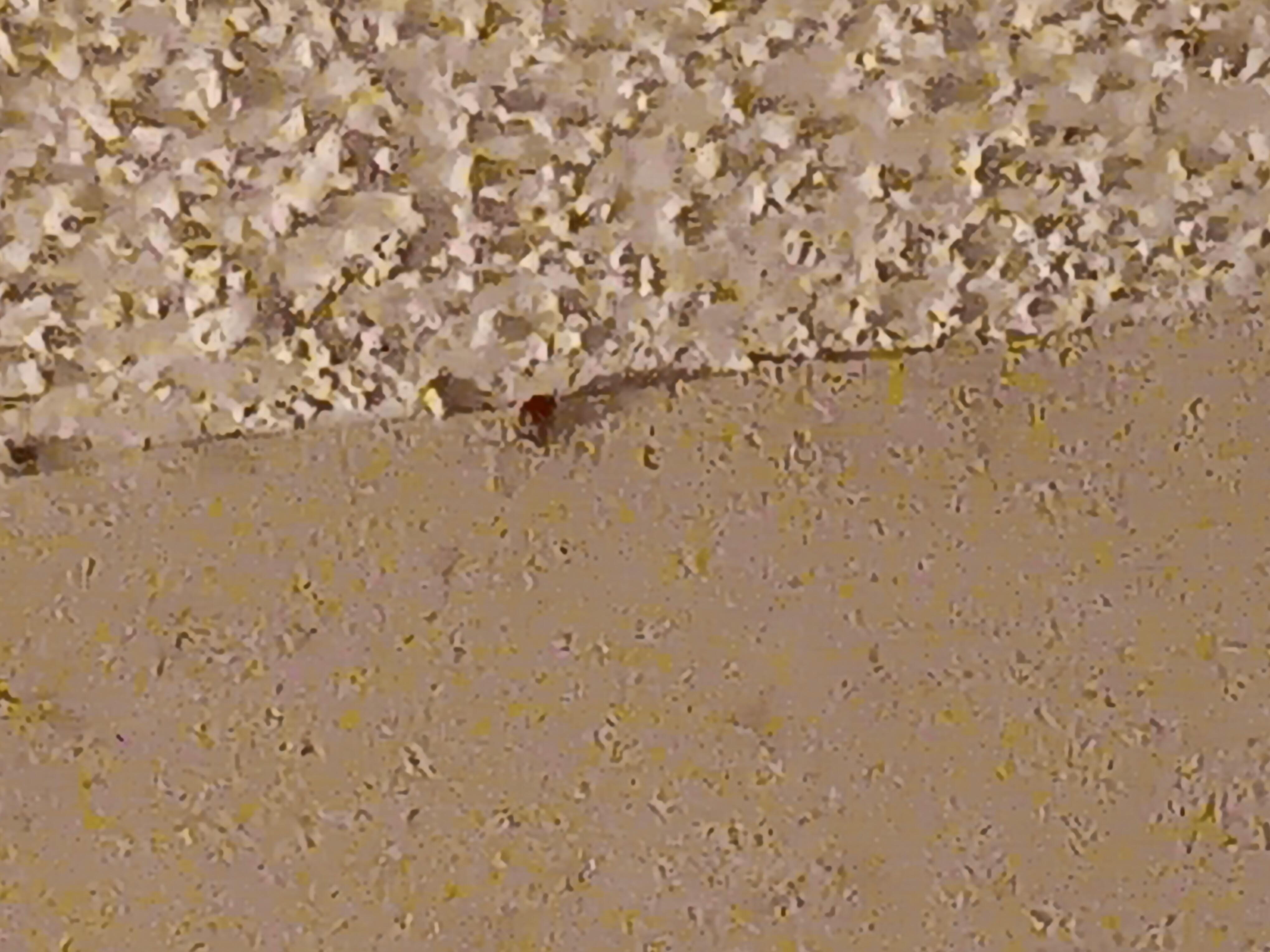 red  round bug family. At least if they were on the floor I could stop on them but falling from the ceiling on the table or you head I could not deal with.