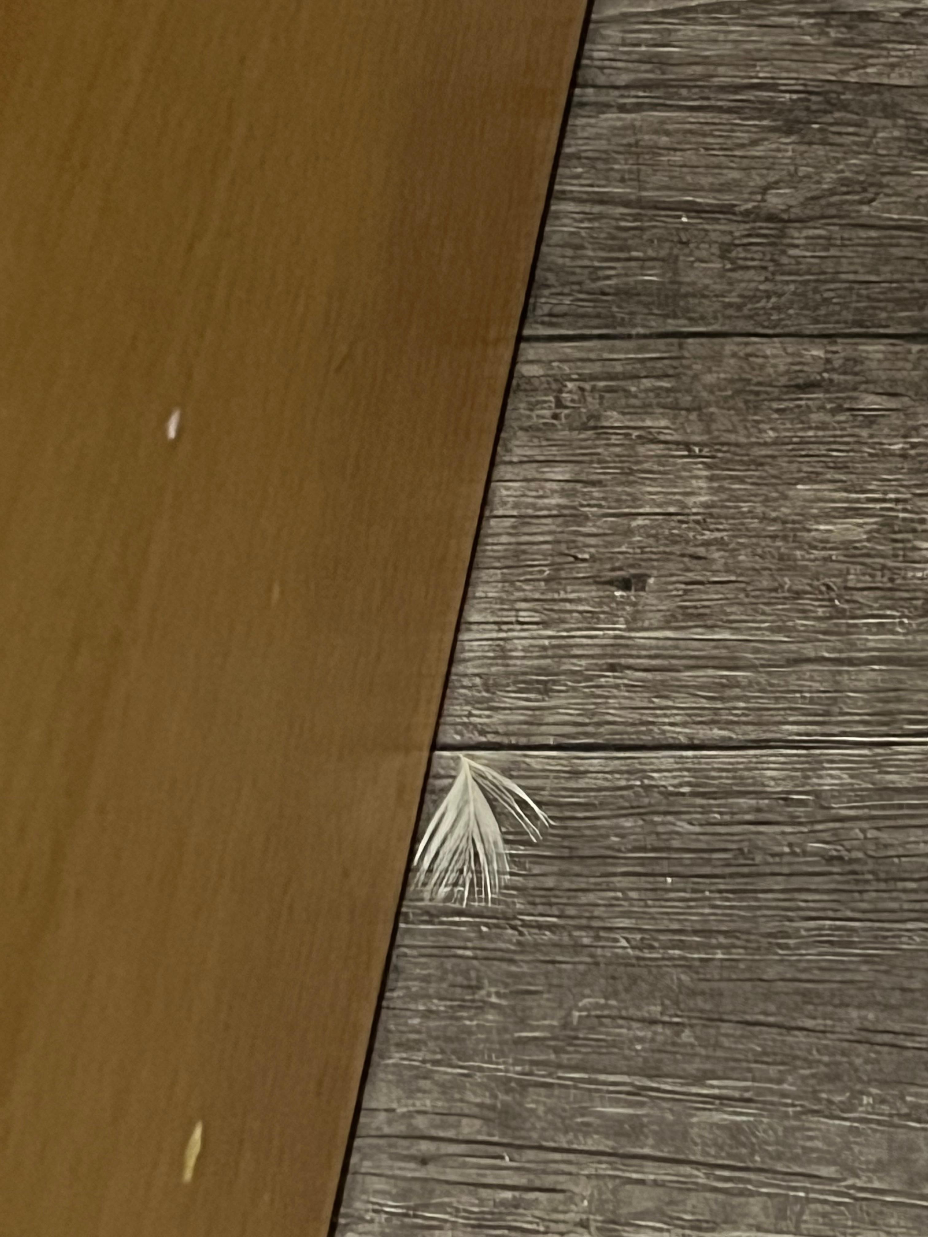 清掃した？鳥の羽落ちてる