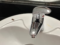 Roach on sink