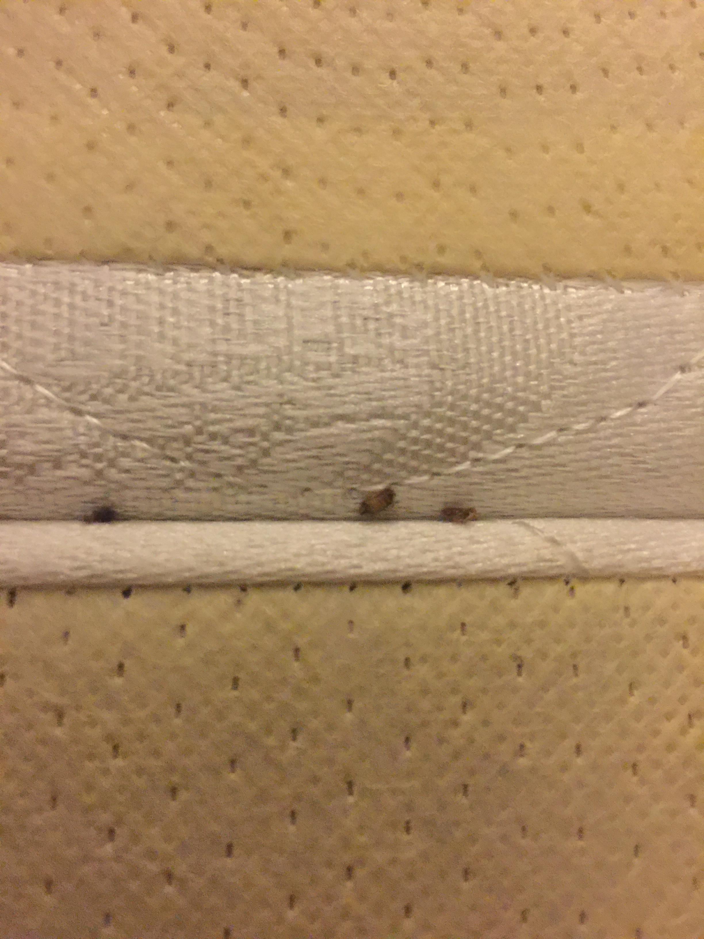 Bed Bugs