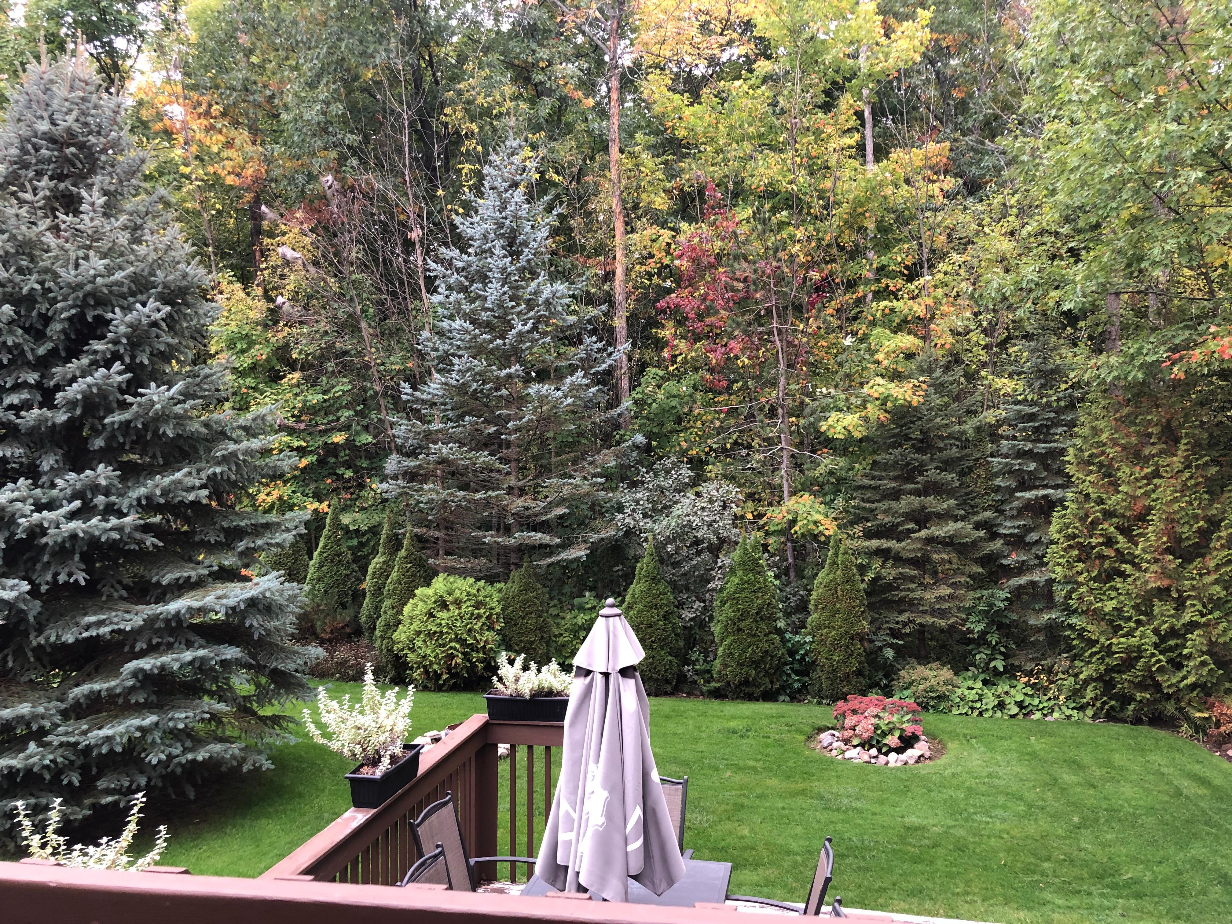 The magnificent garden backing onto trees with a lovely deck and a fire pit for night time fun 