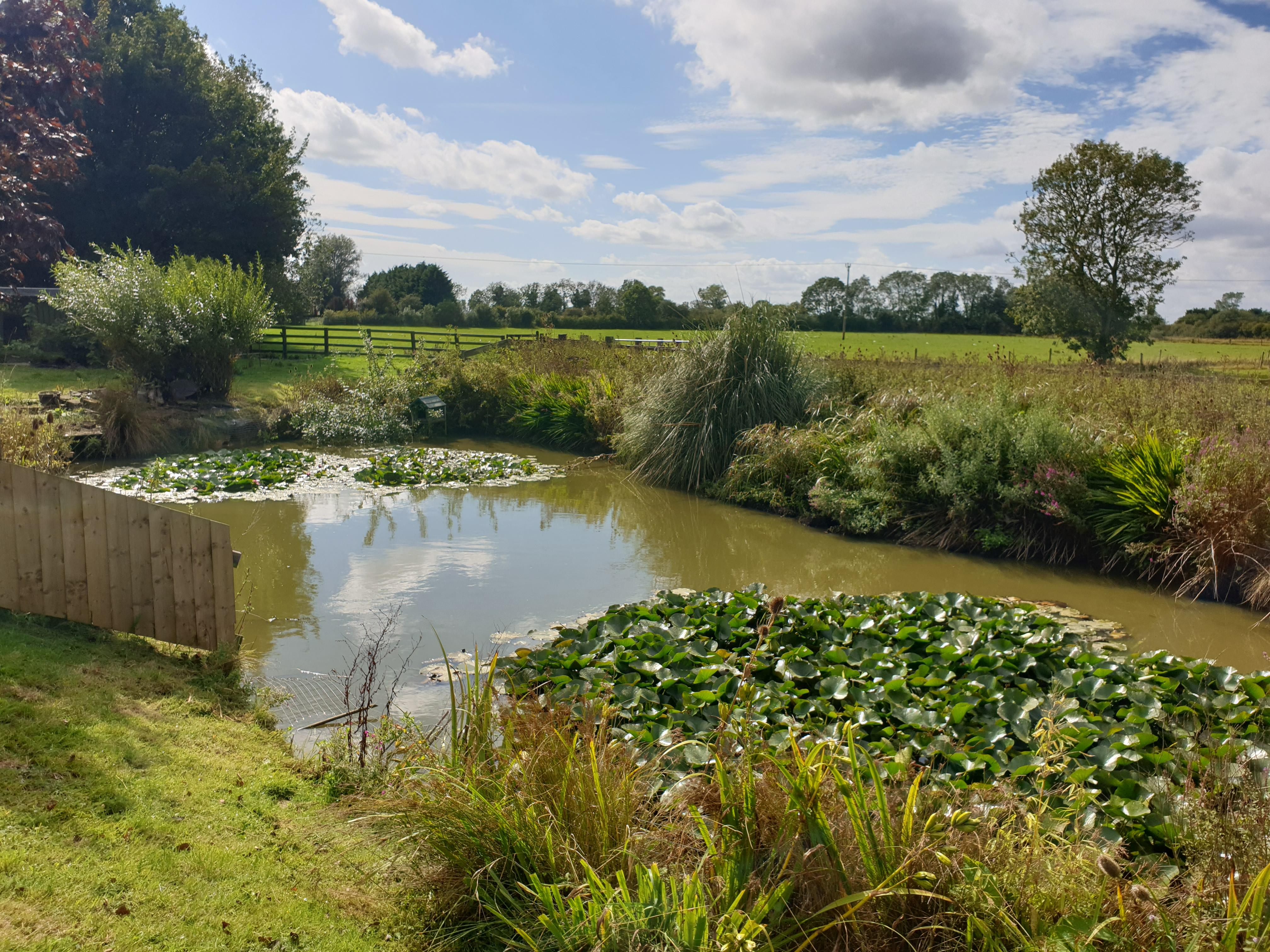 garden pond