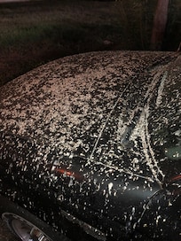 Several of these vechicles in parking lot.