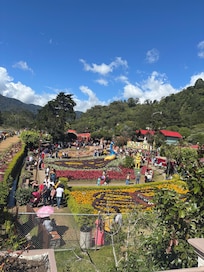 Flower Feso