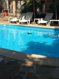 Clean pool