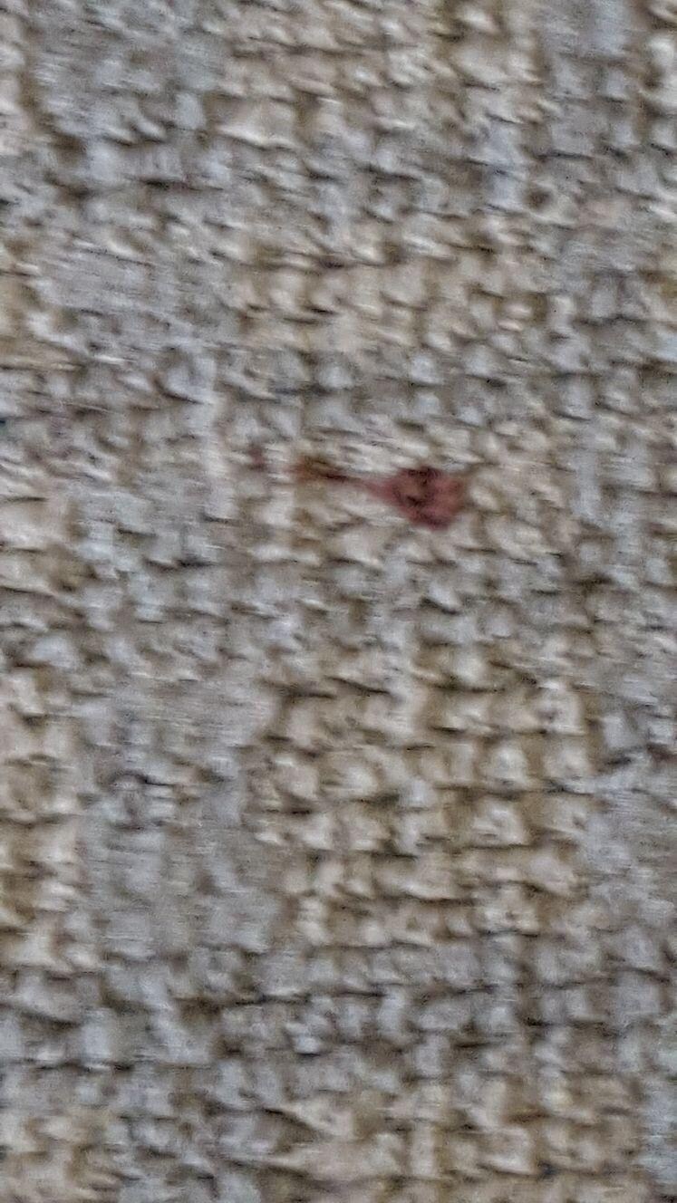 Dirty carpet with blood spots