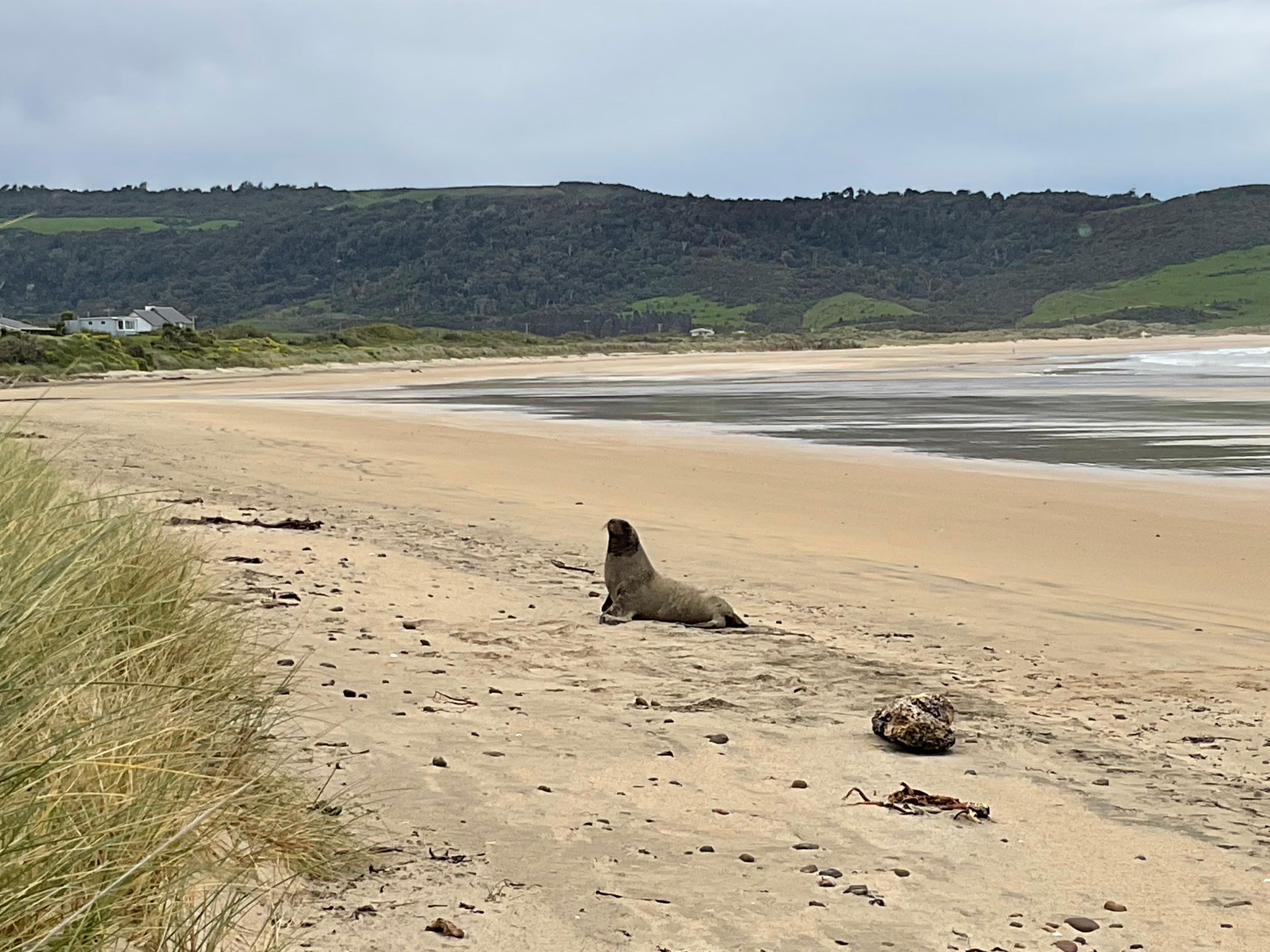 Sea lion on the beach very near accommodation 