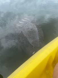 Manatee while kayaking
