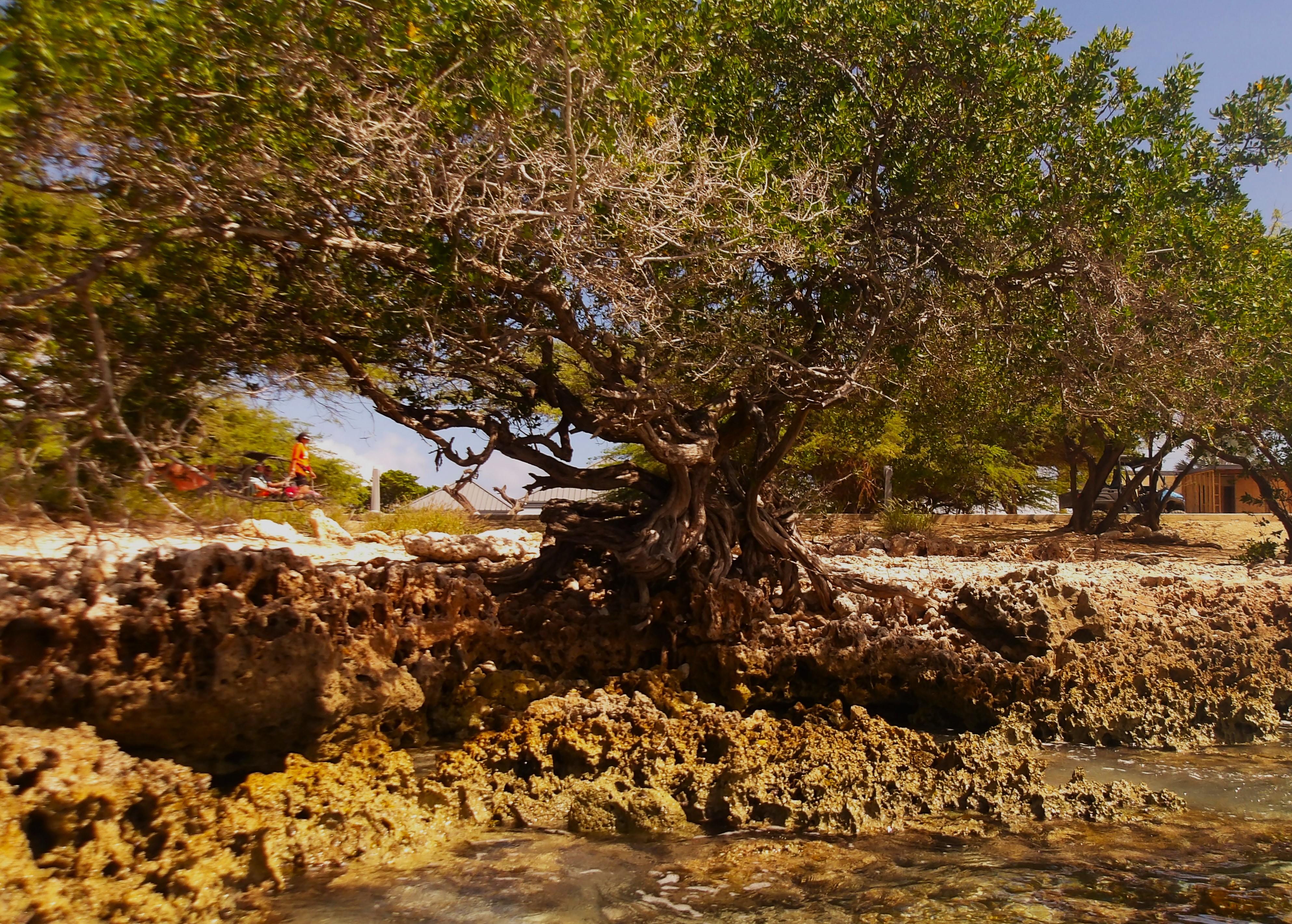 snorkeling right by the hotel