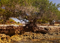 snorkeling right by the hotel