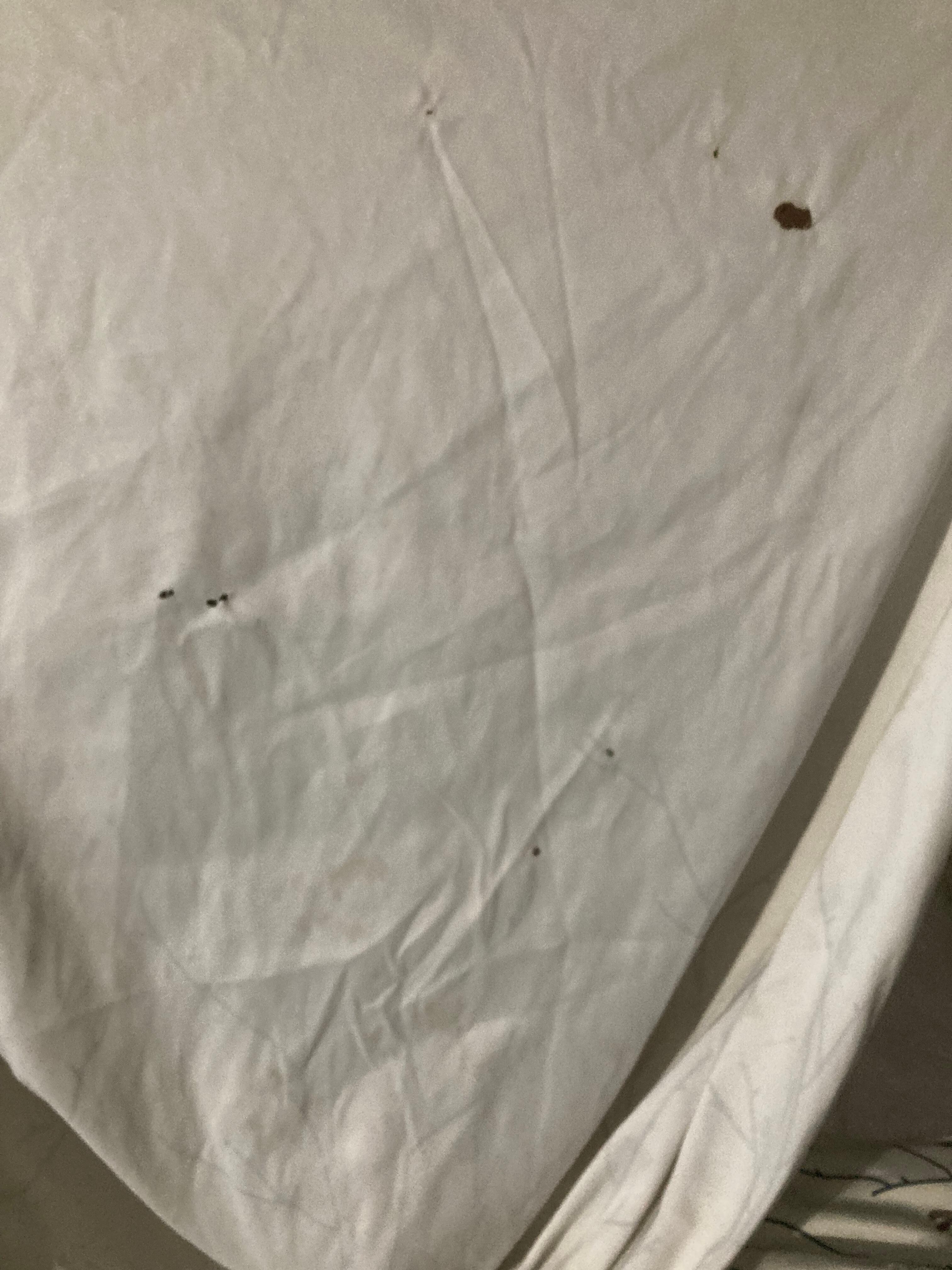 Holes in sheet and bed spread