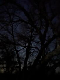 Stars thru the trees beside the hot tub