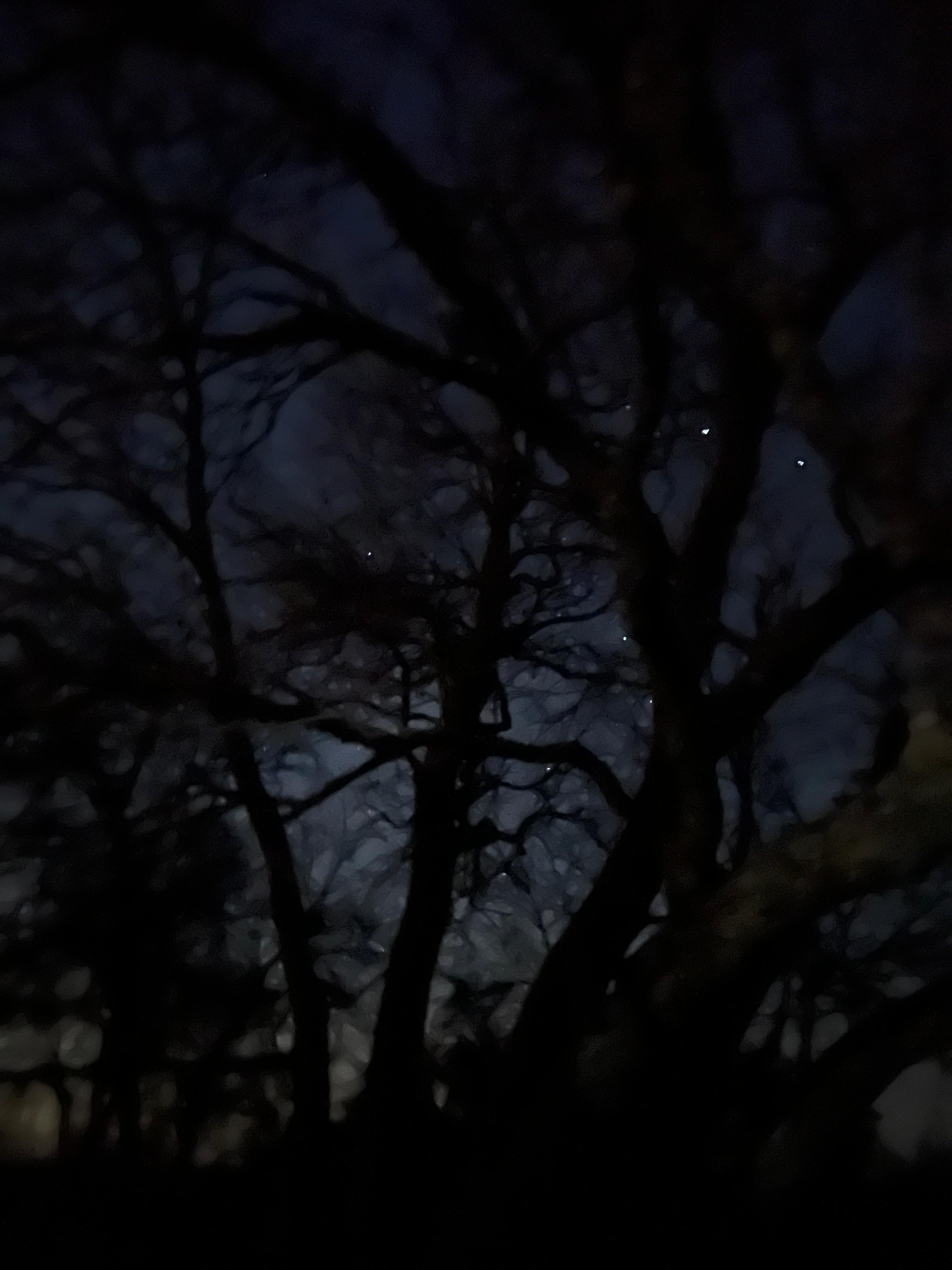 Stars thru the trees beside the hot tub 