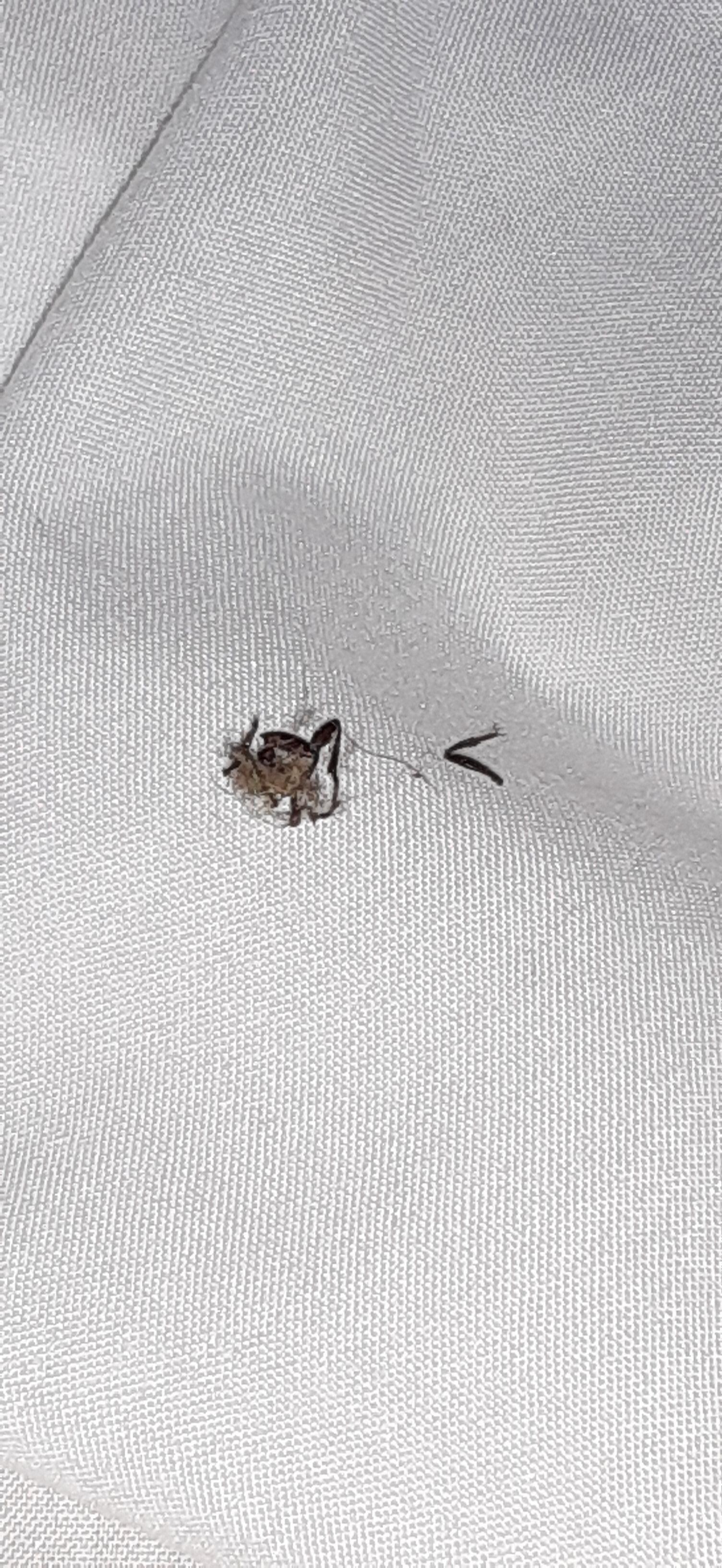 Found in bed when pulling back the covers