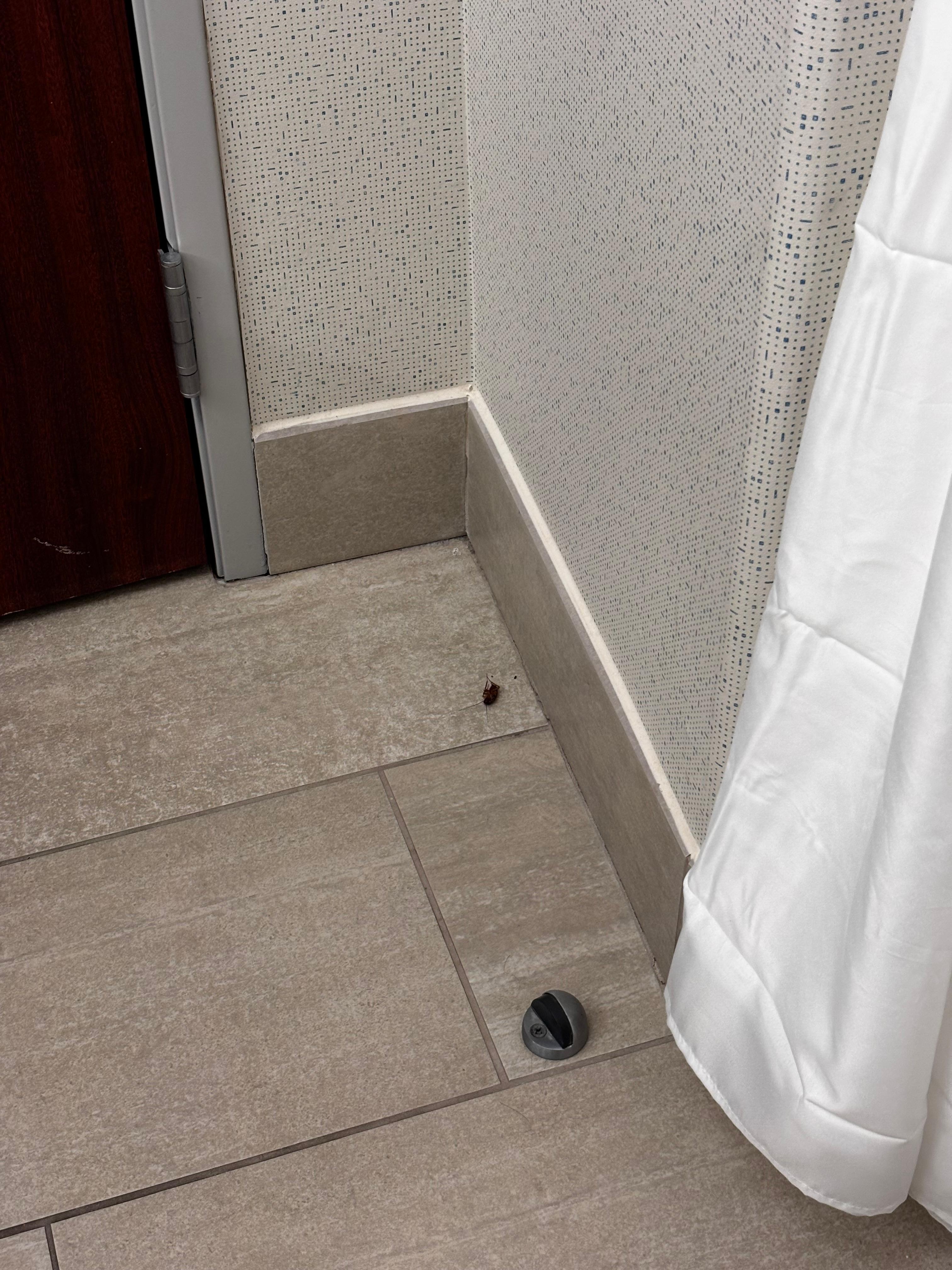 Dead roach