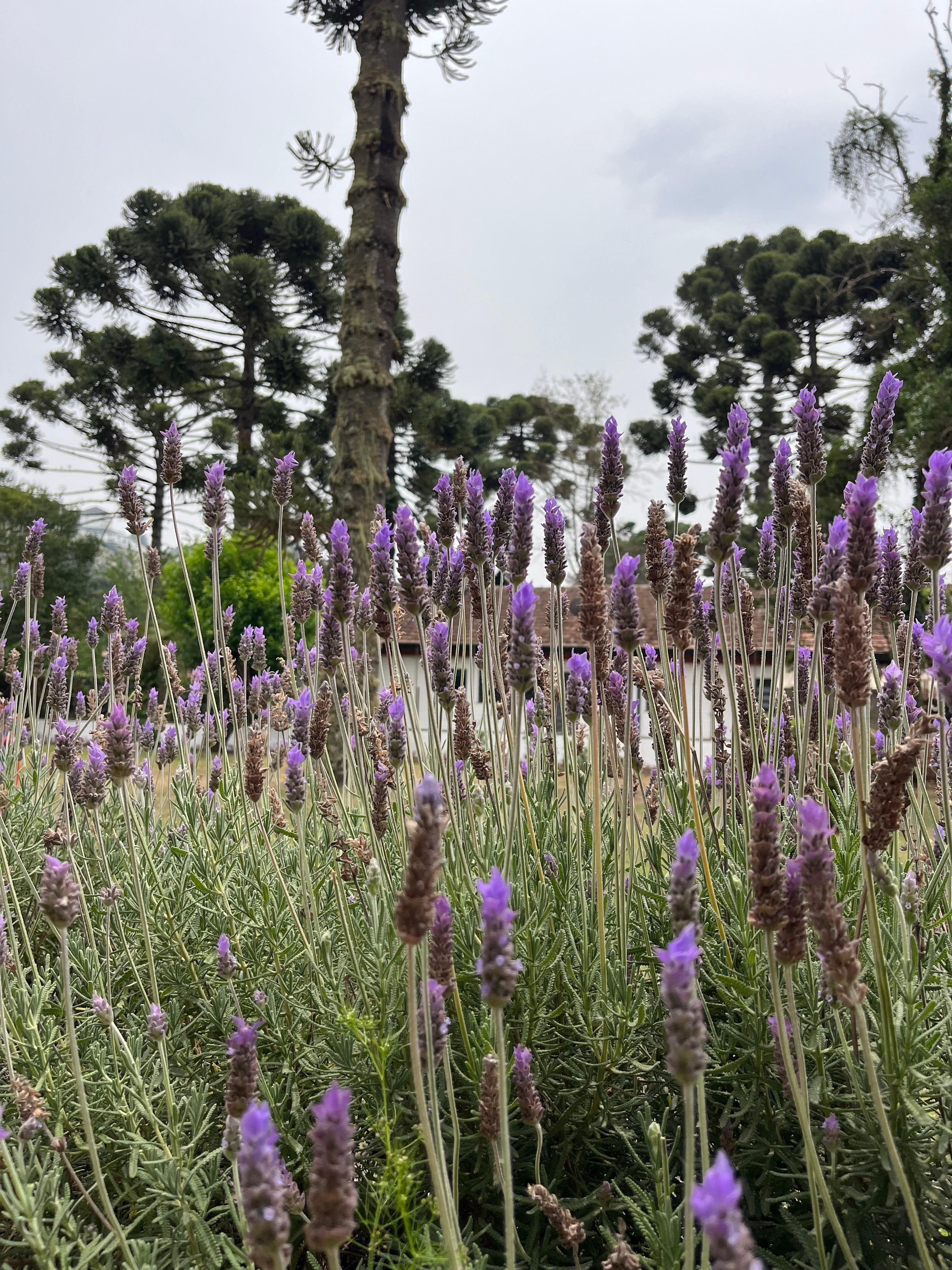 jardim aos fundos da pousada