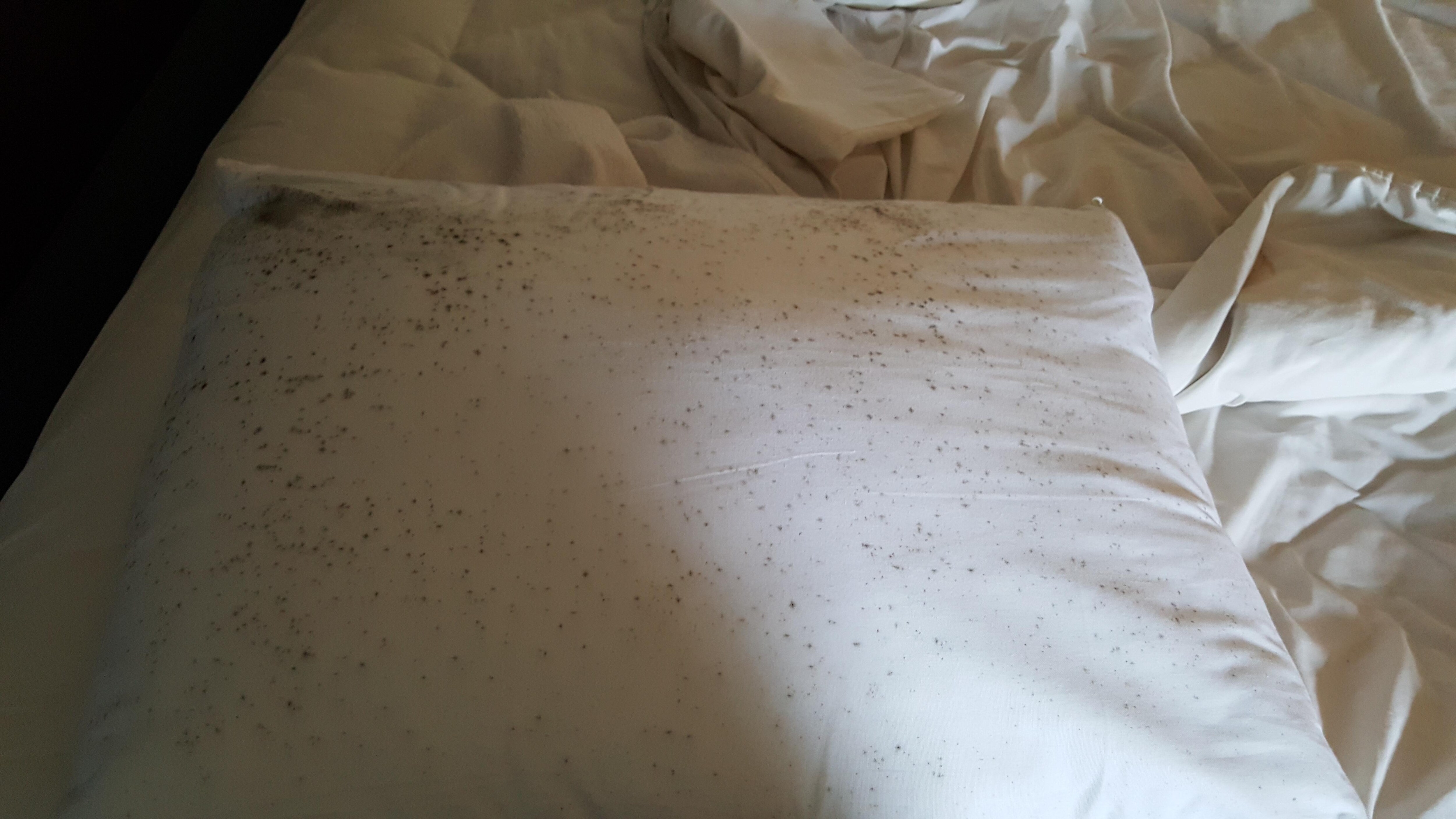 All 4 of our pillows