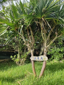 去看海吧!