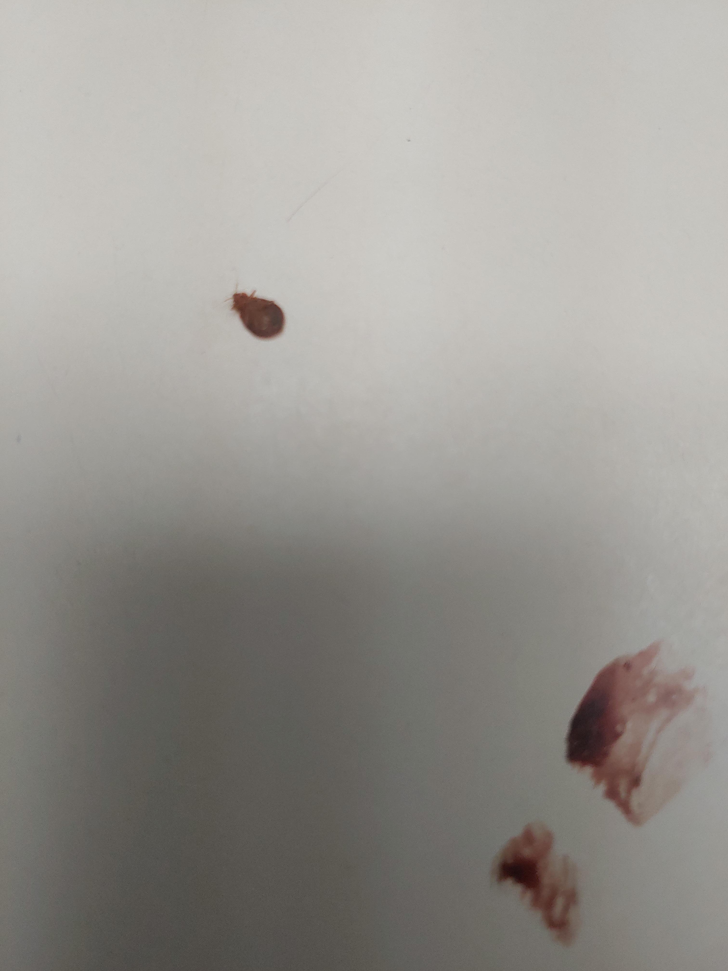 Those are bed bugs found in our room