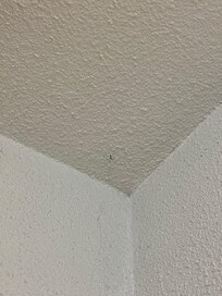 Araignée au coin au dessus de la porte