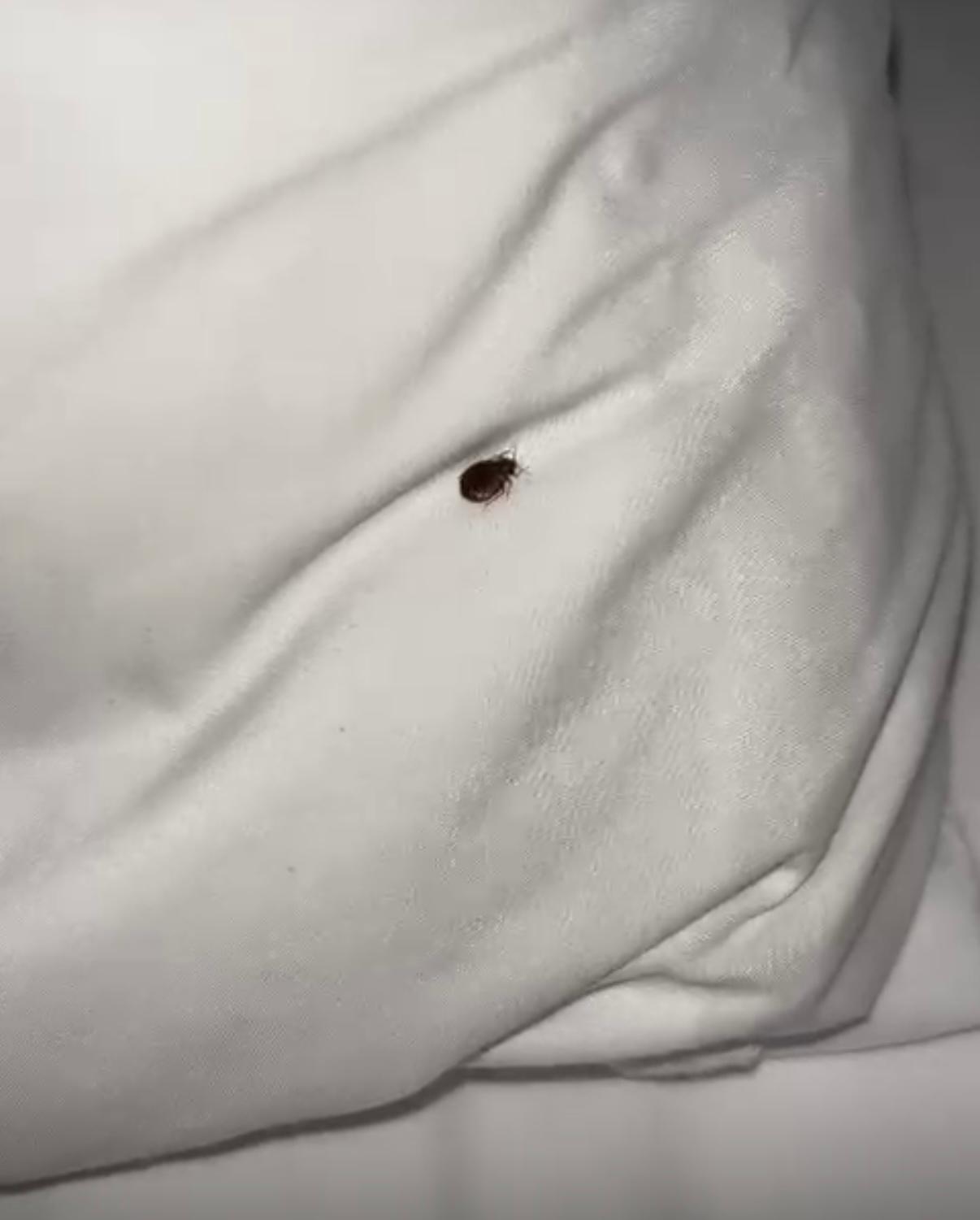 Bed bug 