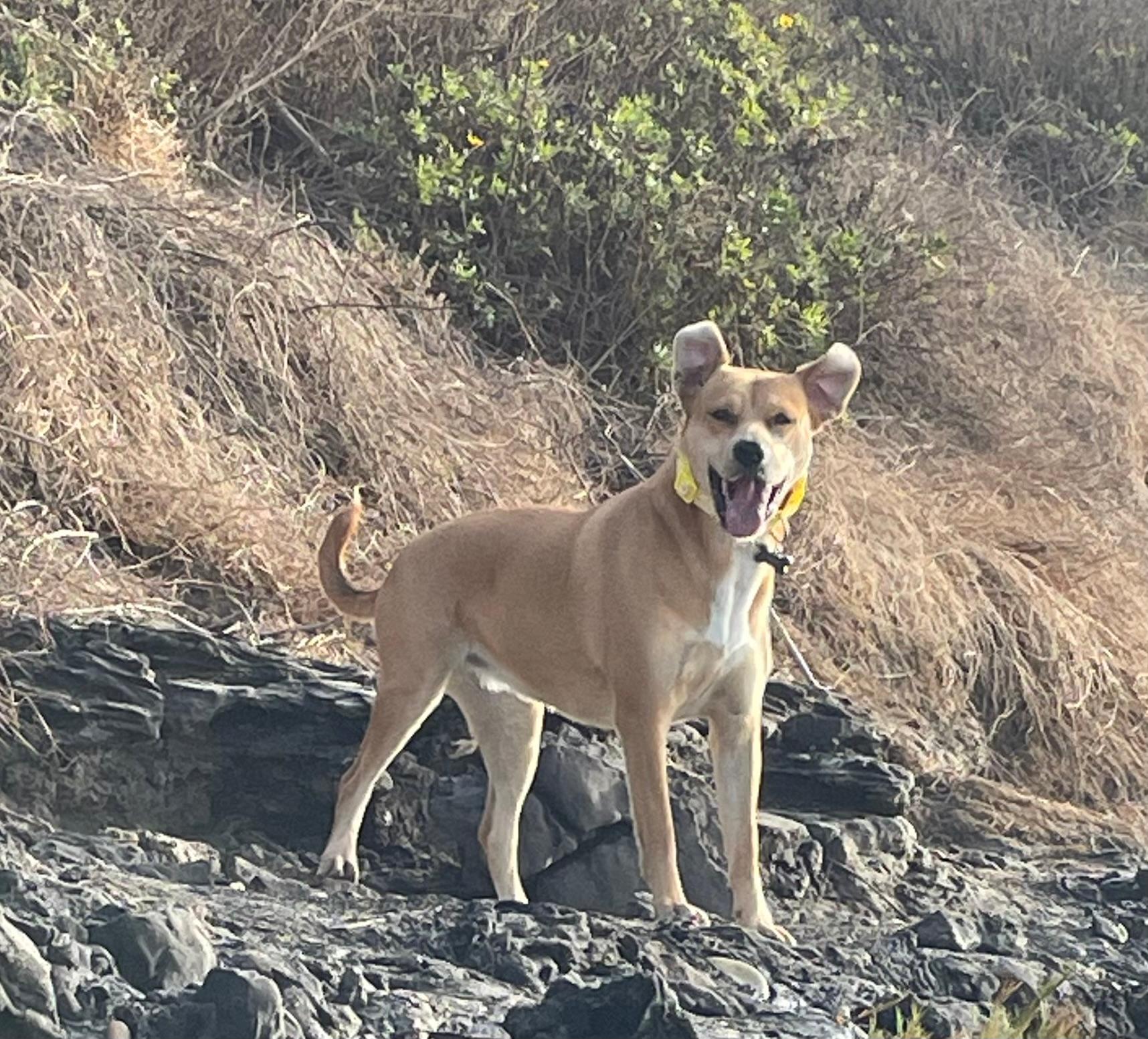 My dog loves Carpentaria too.