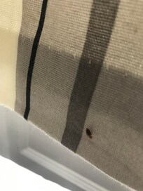 1.krabaten så tre stk. på veggen og de var ganske store.