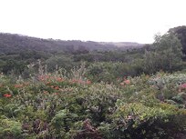 Looking out to the gardens