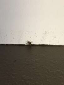 Fly above the bed.