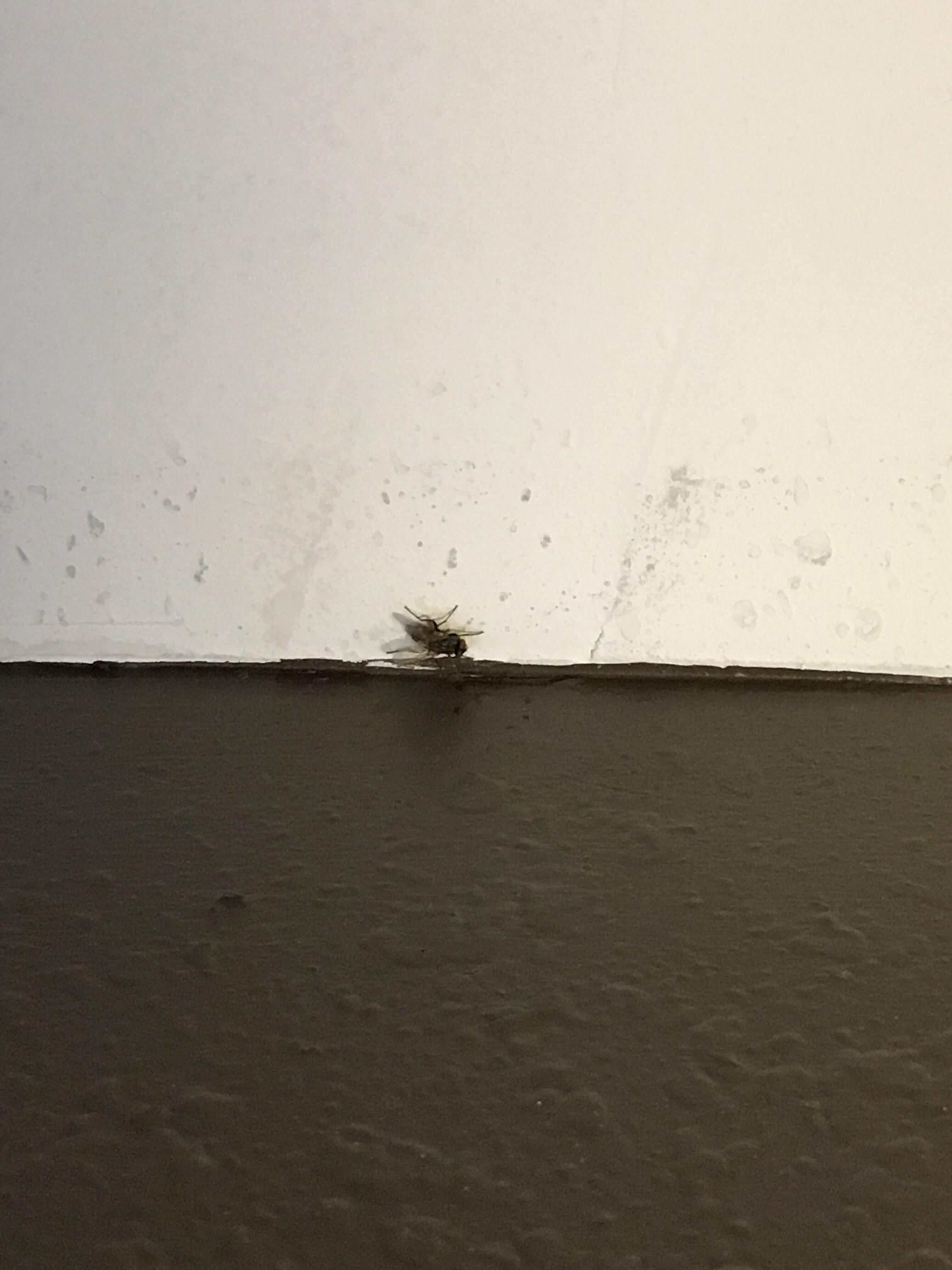 Fly above the bed.