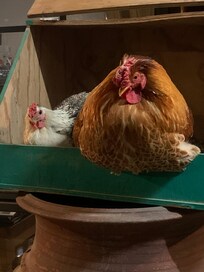 Darling little chicken and her companion ( no, he isn't noisy)