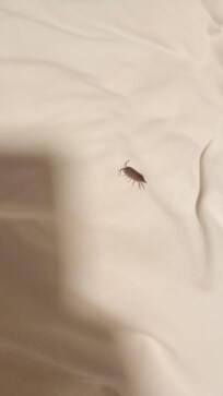 Baratinha no travesseiro