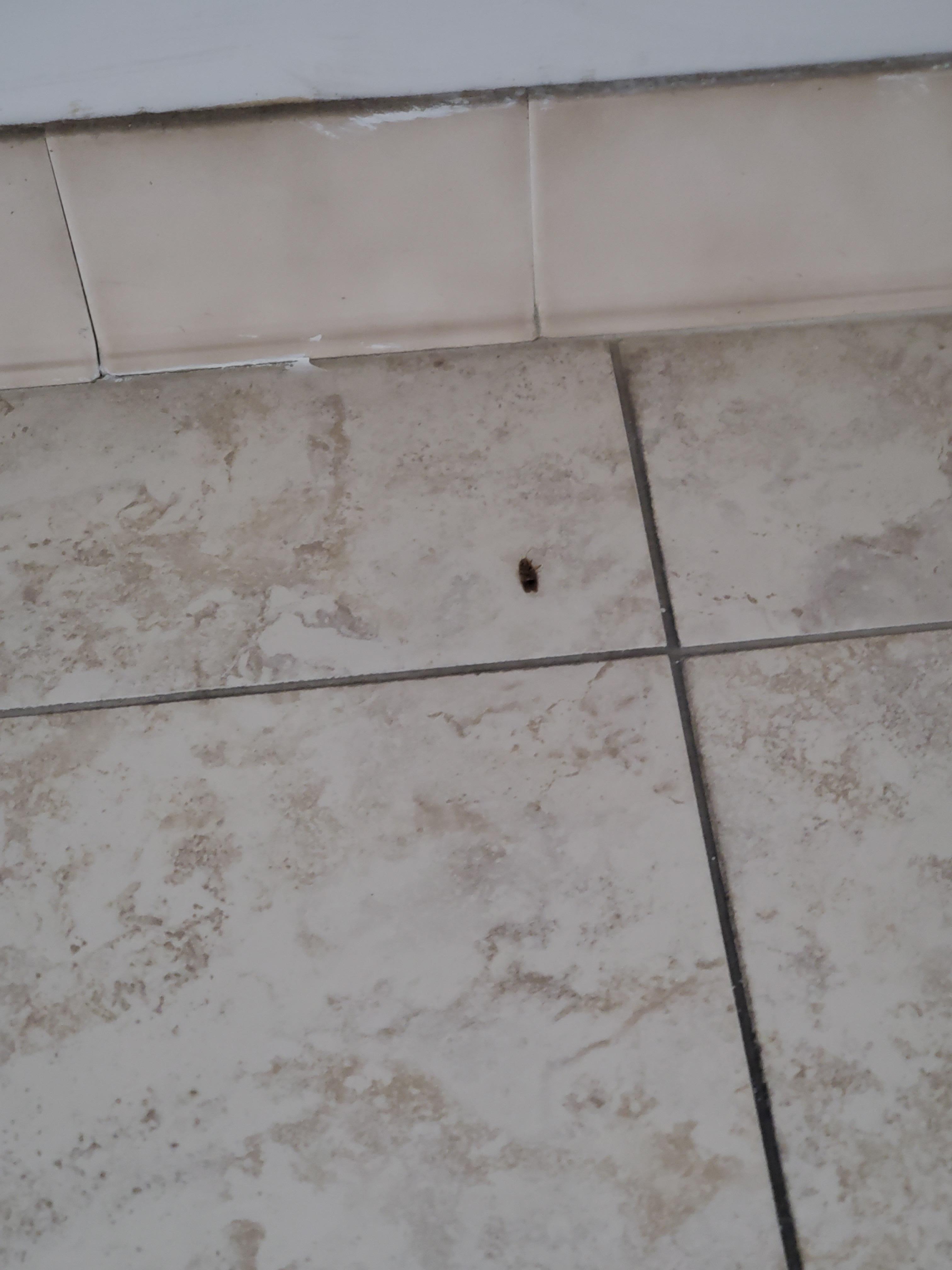 Dead roach on the floor in the bathroom