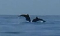 2 dolphins playing/jumping (as seen from beach)