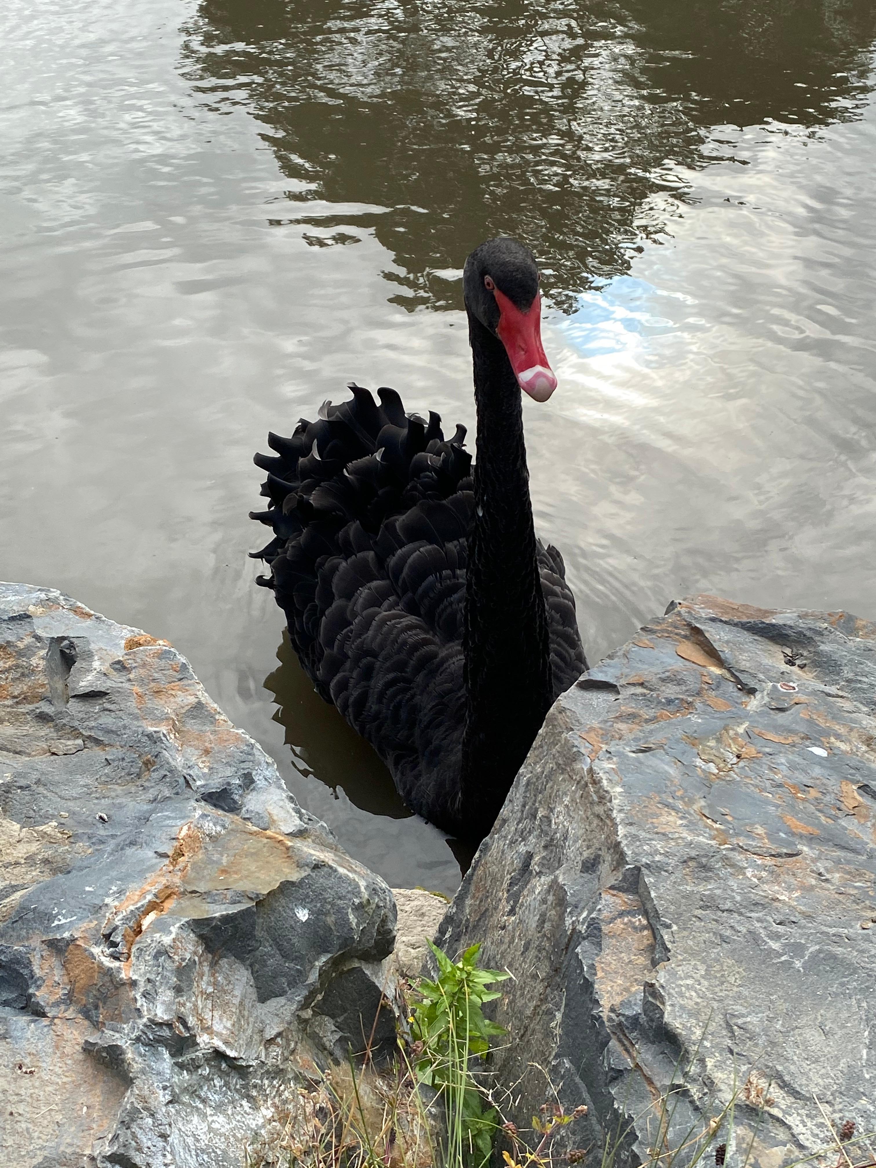 Black swan