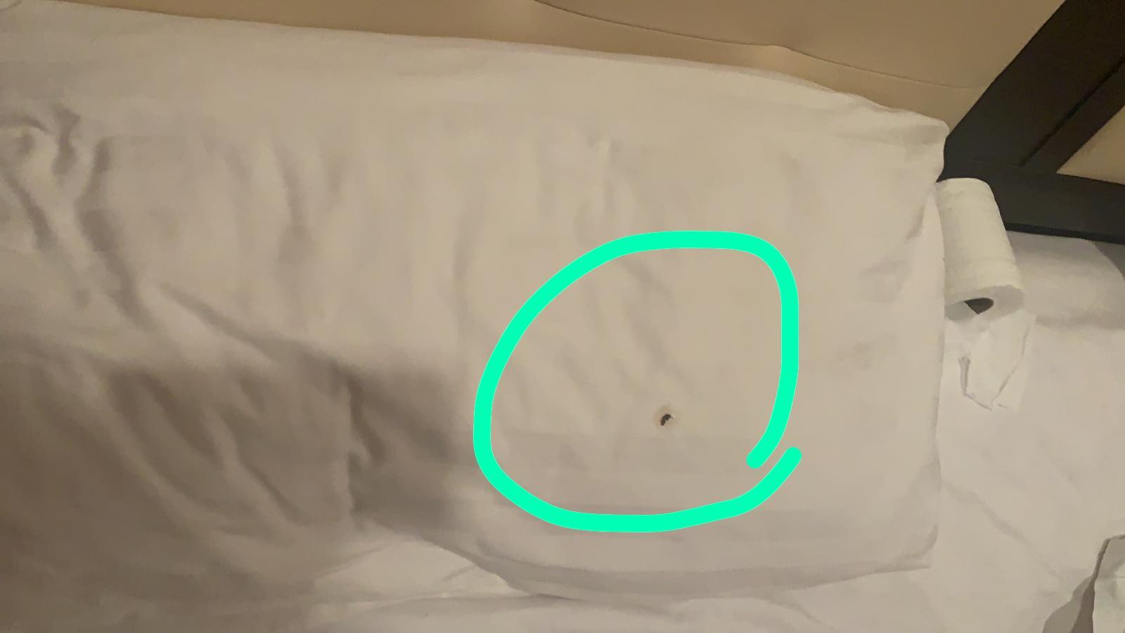 Some kind of poop on the pillow when we returned.