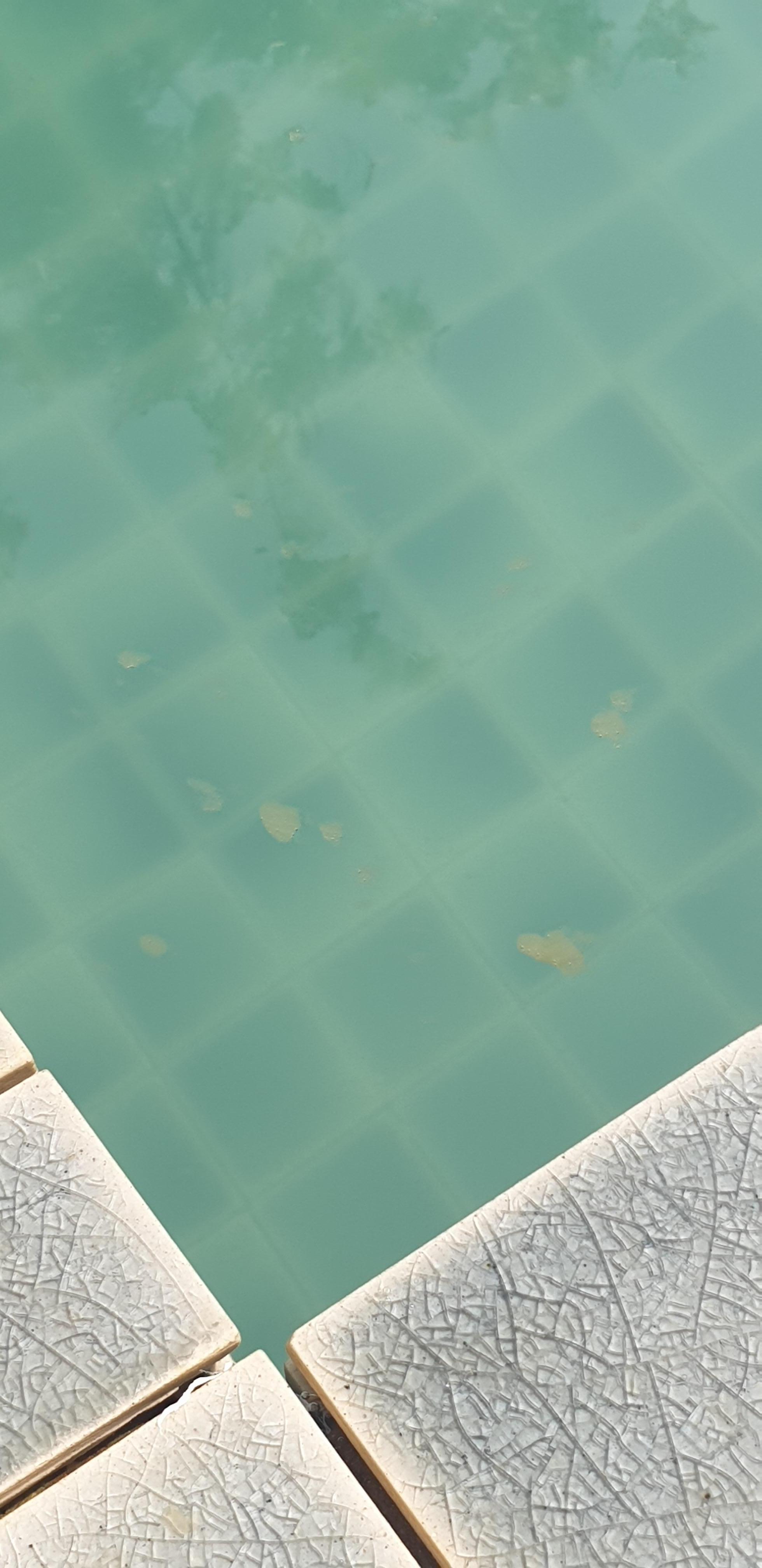 Oily, dirty residue in the pool water