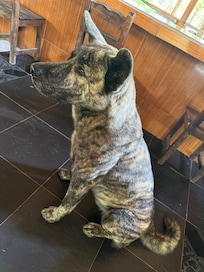 Hieno , el perro guardián