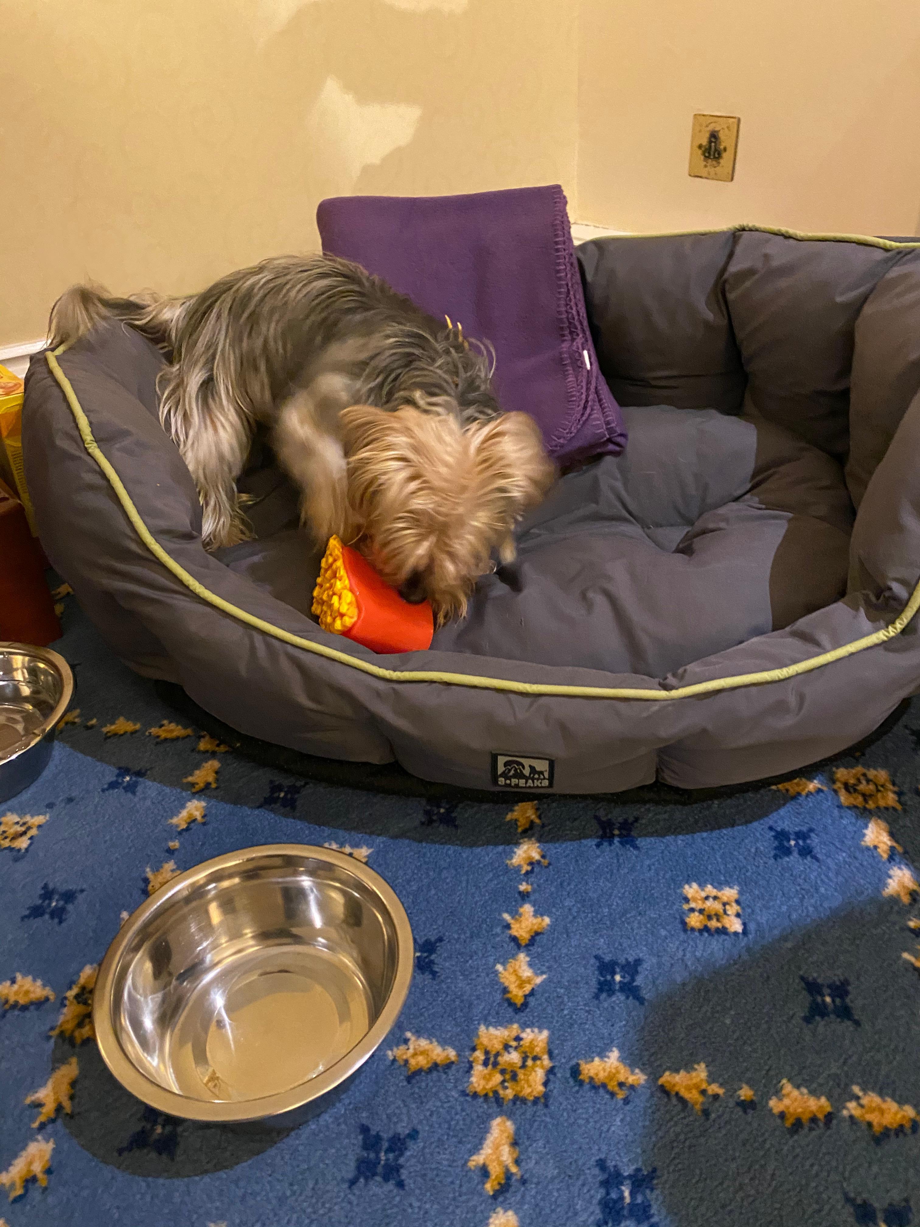 The dog package includes a blanket and toy