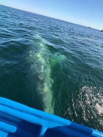 Gray whales at Guerrero Negro