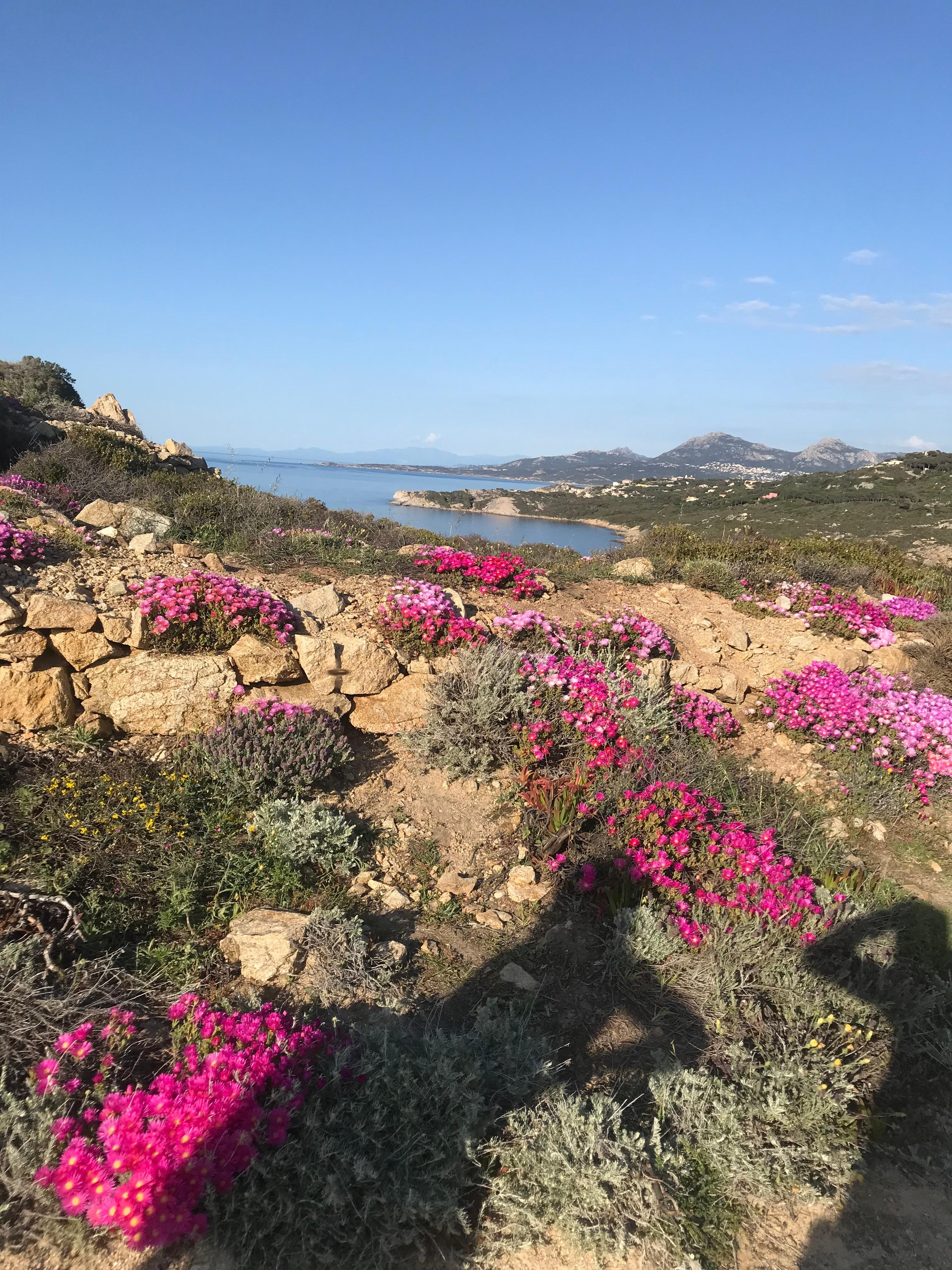 La pointe de la Revellata aux couleurs du printemps 