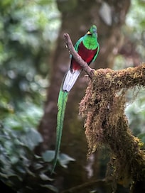 Quetzal seen near Savegre hotel