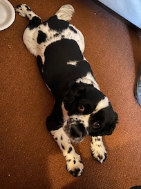 Mi perrito en el cuarto.