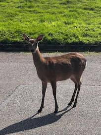 A visitor to the patio